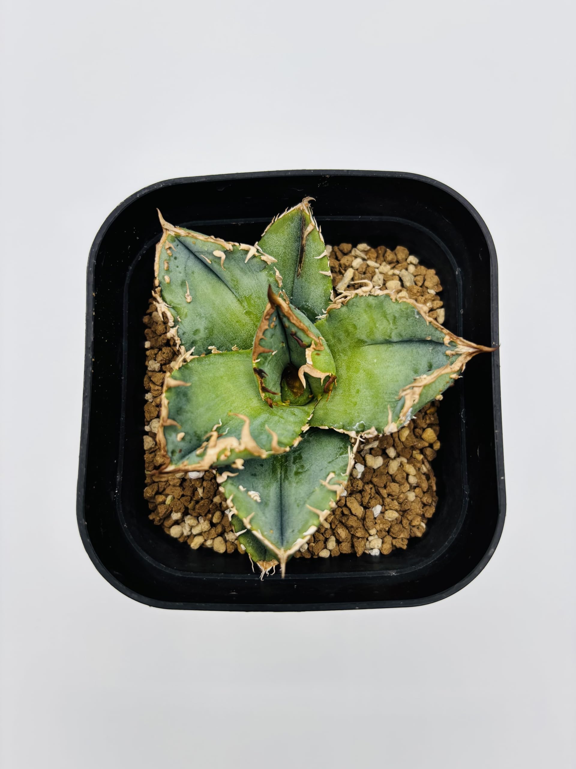 Amazon｜アガベ チタノタ 皇冠/Agave titanota 'Crown'/観葉植物 多肉
